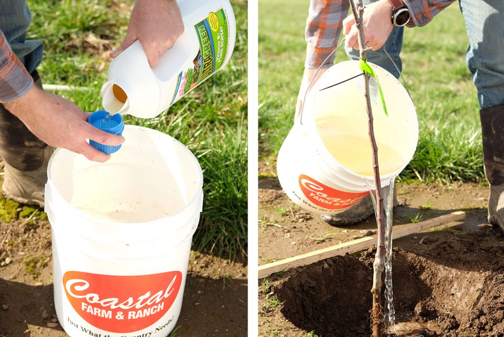 Add a little fertilizer to help start things