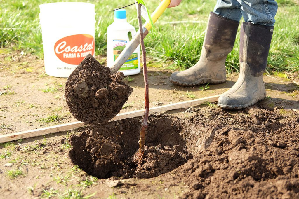 Gently fill your planting hole with soil