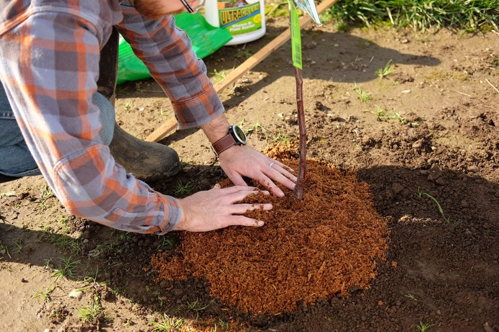 Spread the mulch on top to lock in moisture