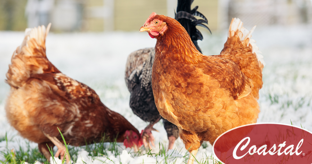 How to Keep Your Chickens Laying Eggs in Winter