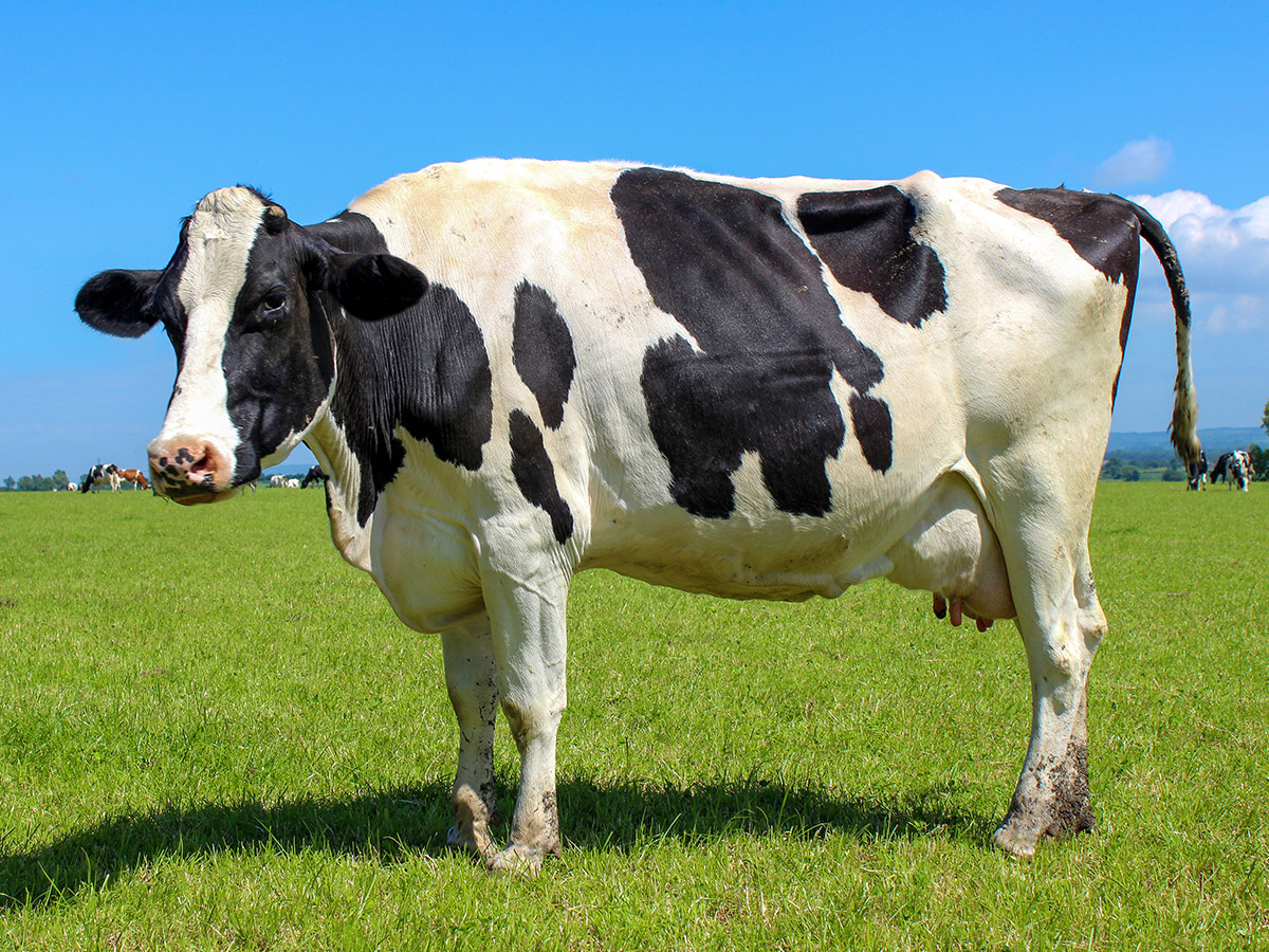 Celebrating Today’s Dairy Cows