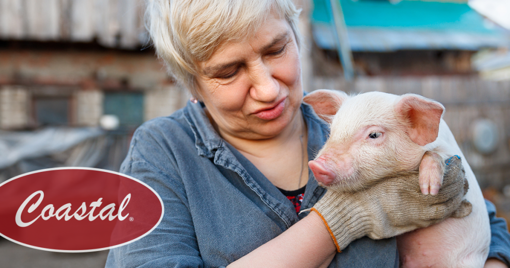 10 Thing to Know Before You Try Raising Pigs