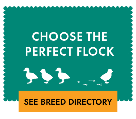 Choose the Perfect Flock See Breed Directory