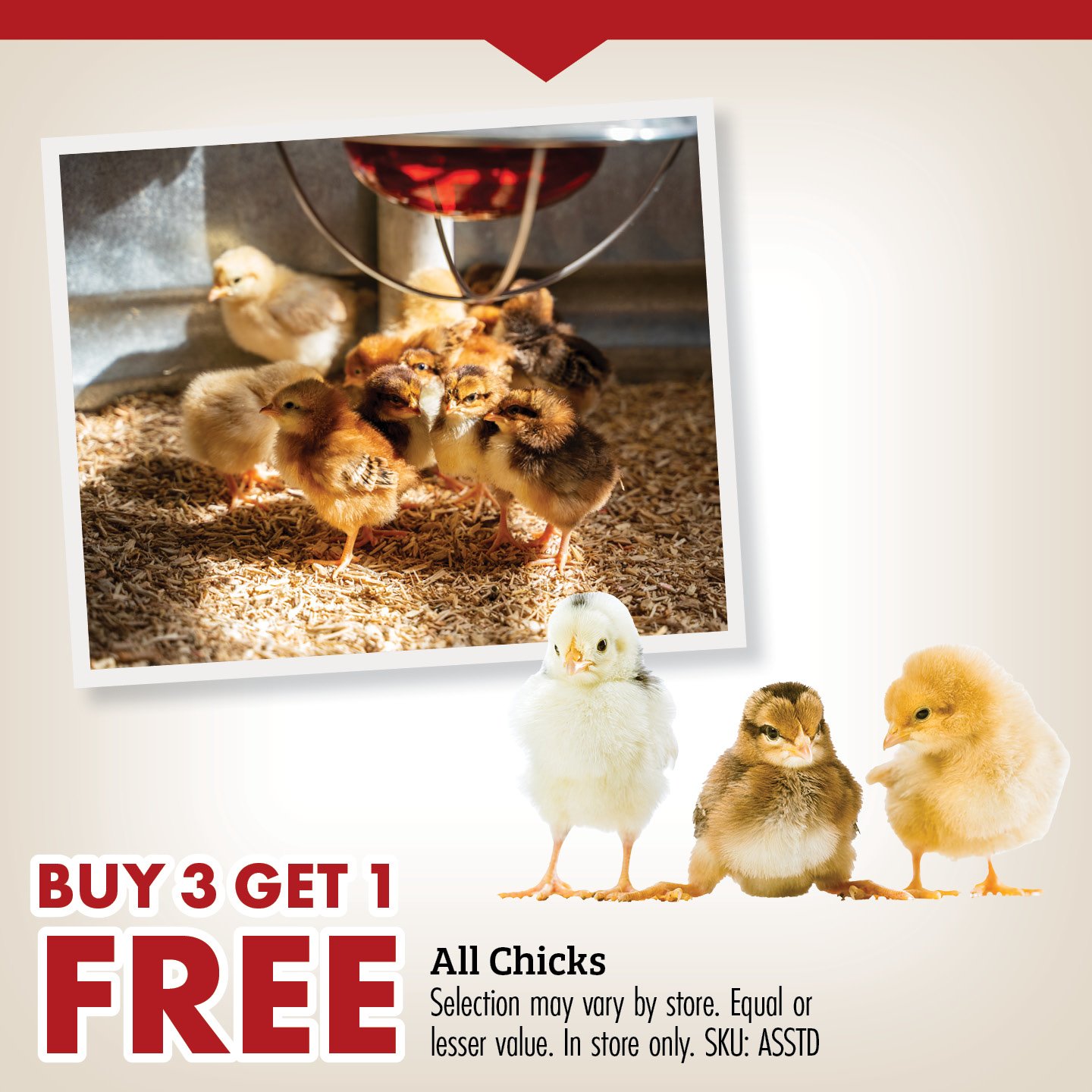BUY 3 GET 1 FREE All Chicks Selection may vary by store. Equal or lesser value. Online customers must add 4 to cart to receive discount. SKU: ASSTD