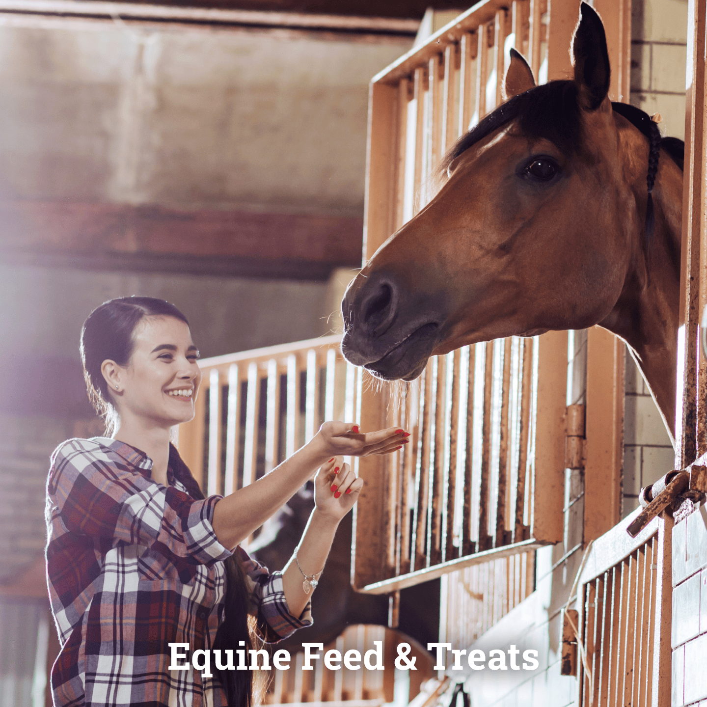 Equine Feed & Treats