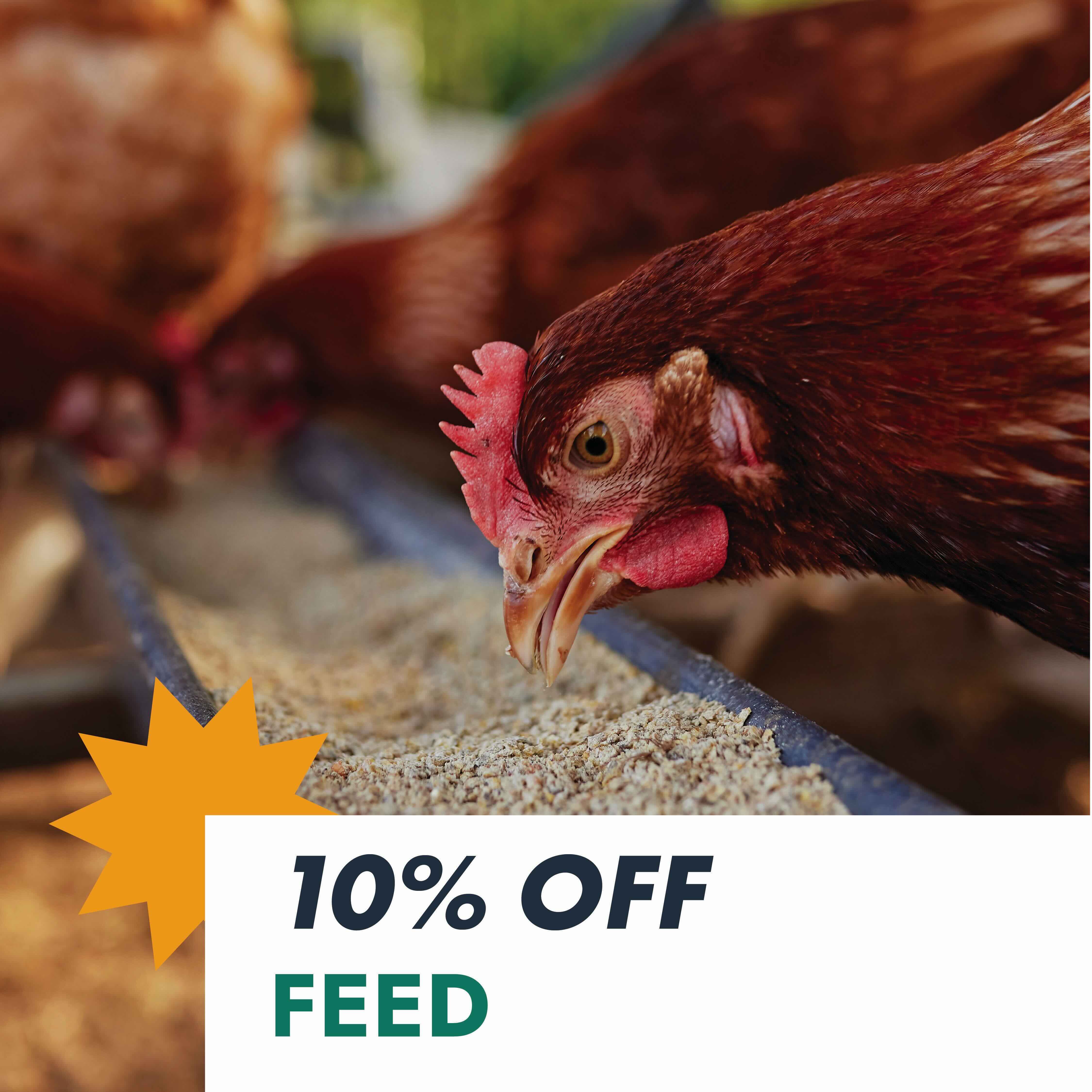 10% OFF FEED