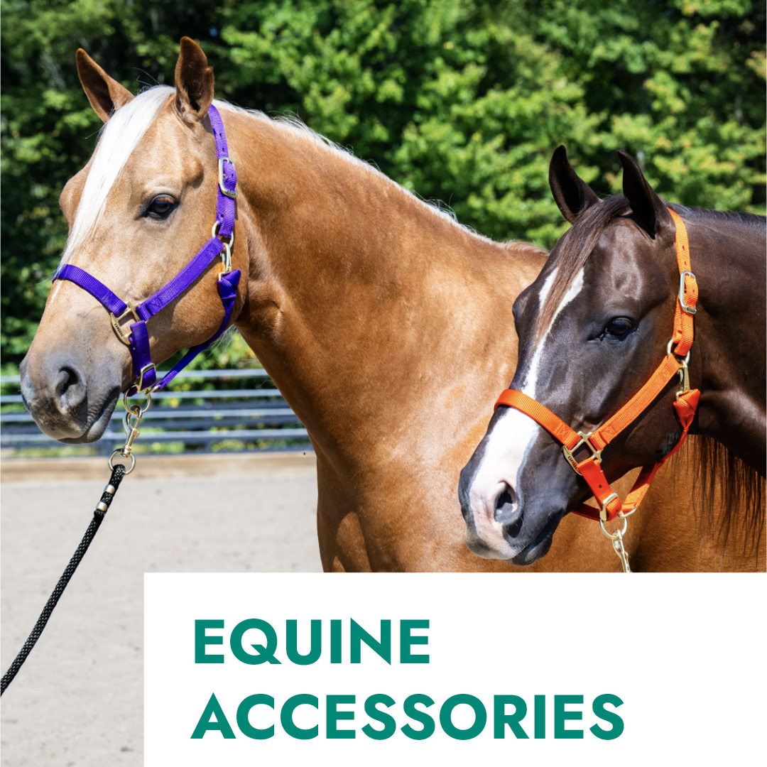 Equine Accessories