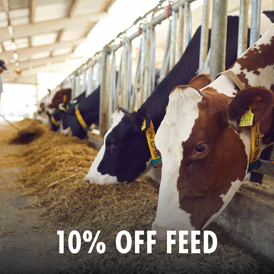 10% OFF FEED