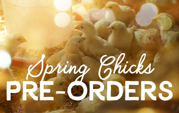 Pre-Order Spring Chicks