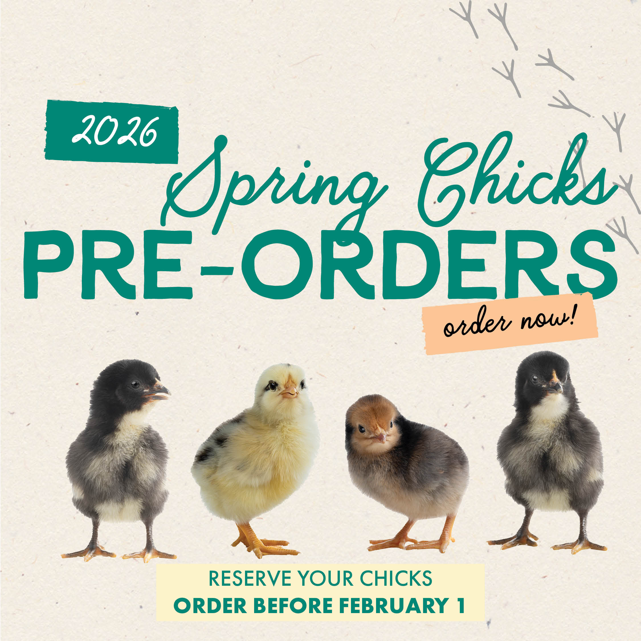2026 Spring Chick Pre-Orders Reserve Your Chicks Order Before February 1