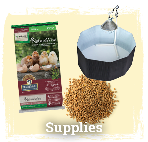 Chick Supplies