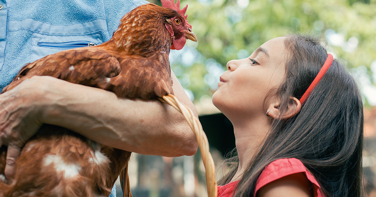 Everything You Need for Happy, Healthy Chickens