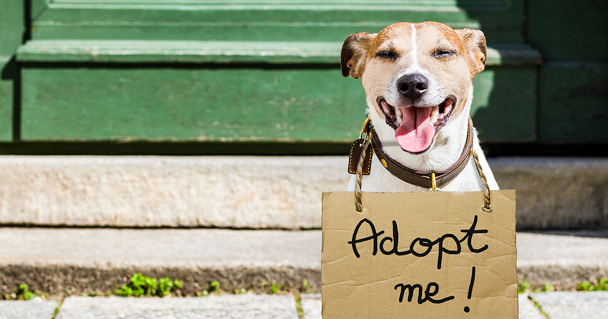 Tips for Adopting a Pet
