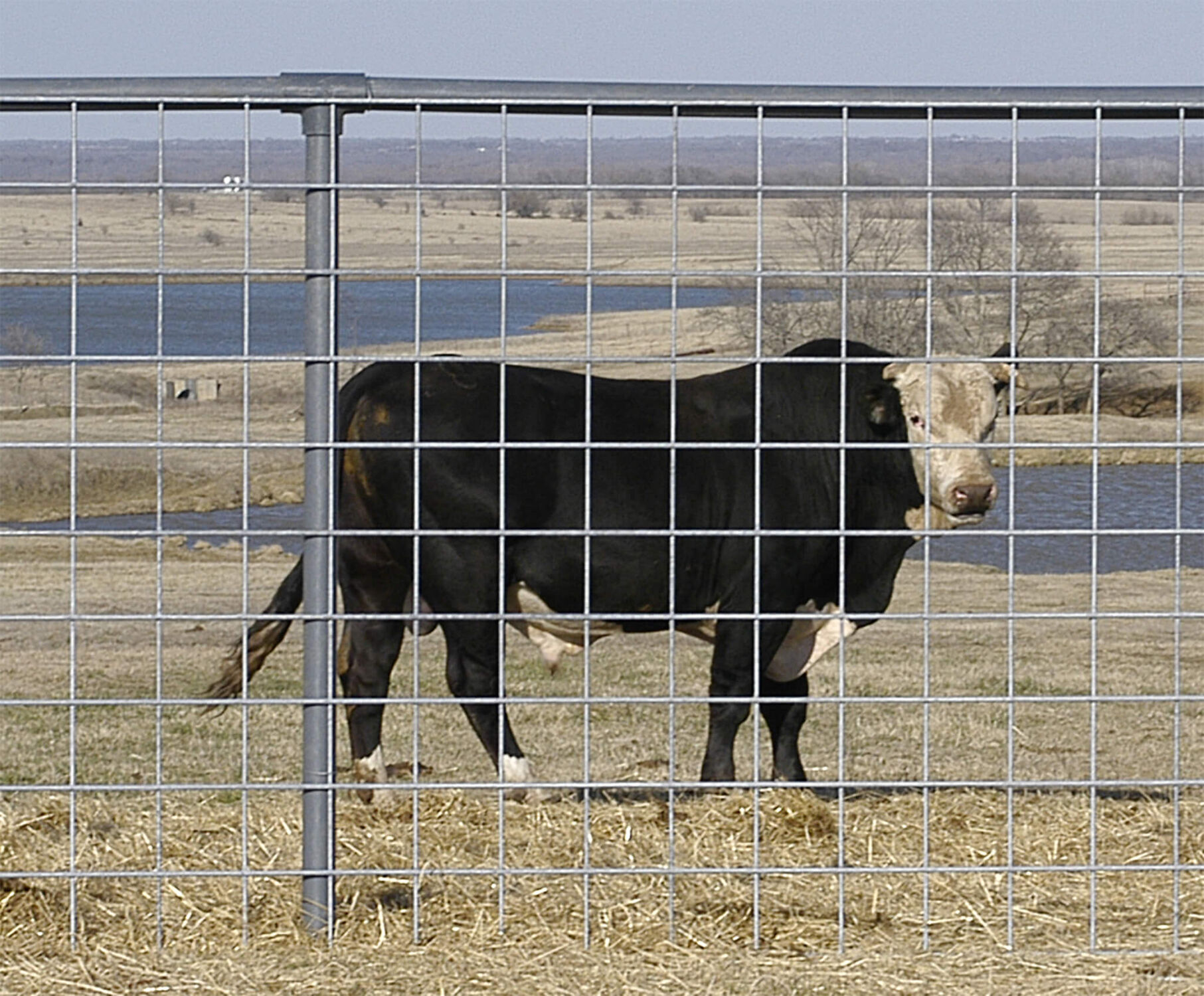 50-In X 16-Ft Spotty Cattle Panel