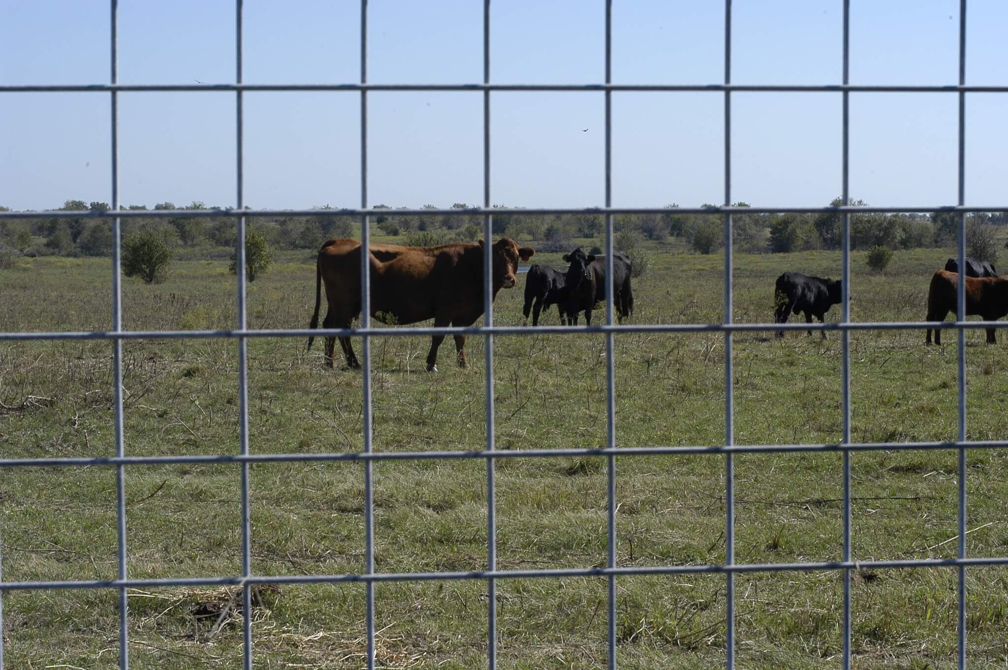 Max Tight 1472-6-12.5 Class 1 Field Fence