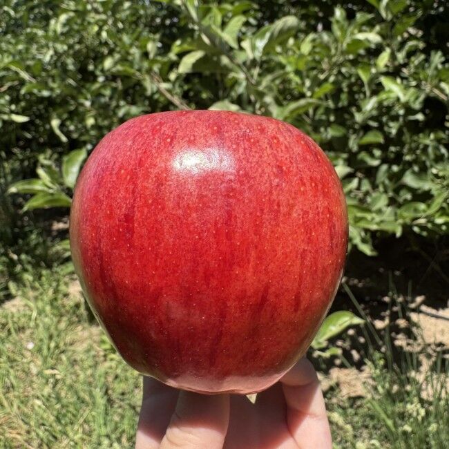 Rileys' Orchard Gala Apples, 18-lb Box