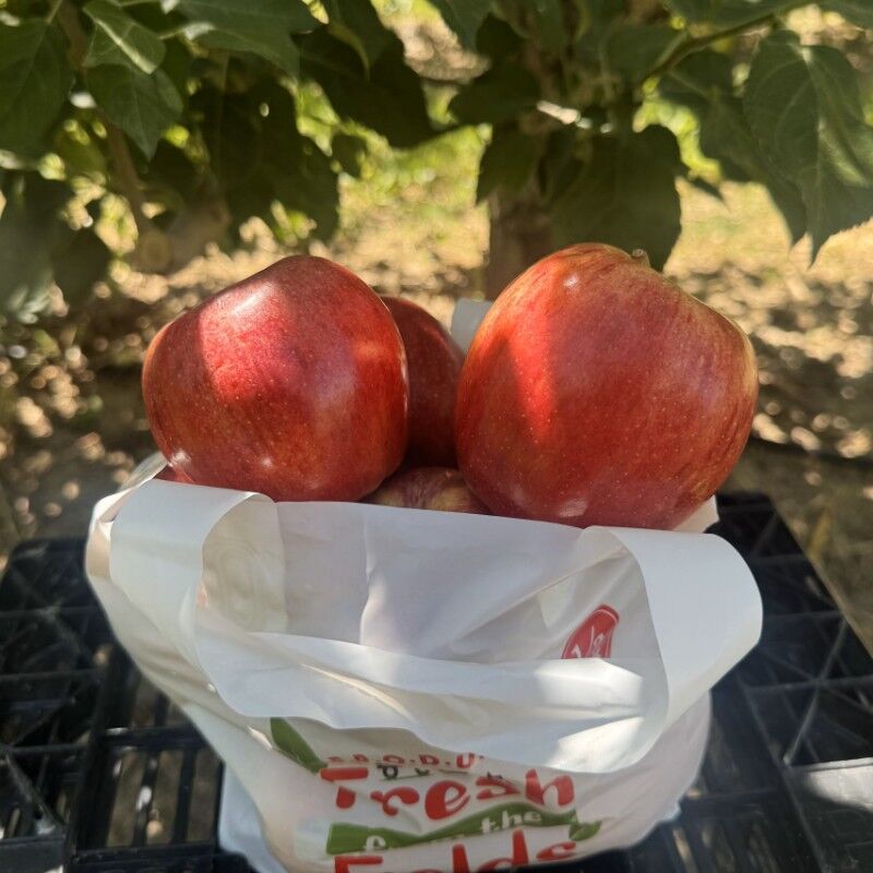 Rileys' Orchard Gala Apples, 4-lb Bag