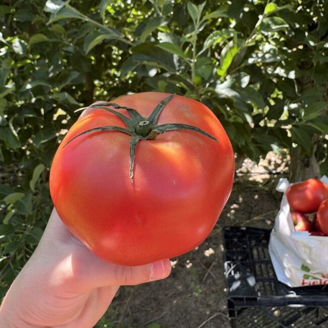 Rileys' Orchard Beefsteak Tomatoes Variety, 20-lb Box