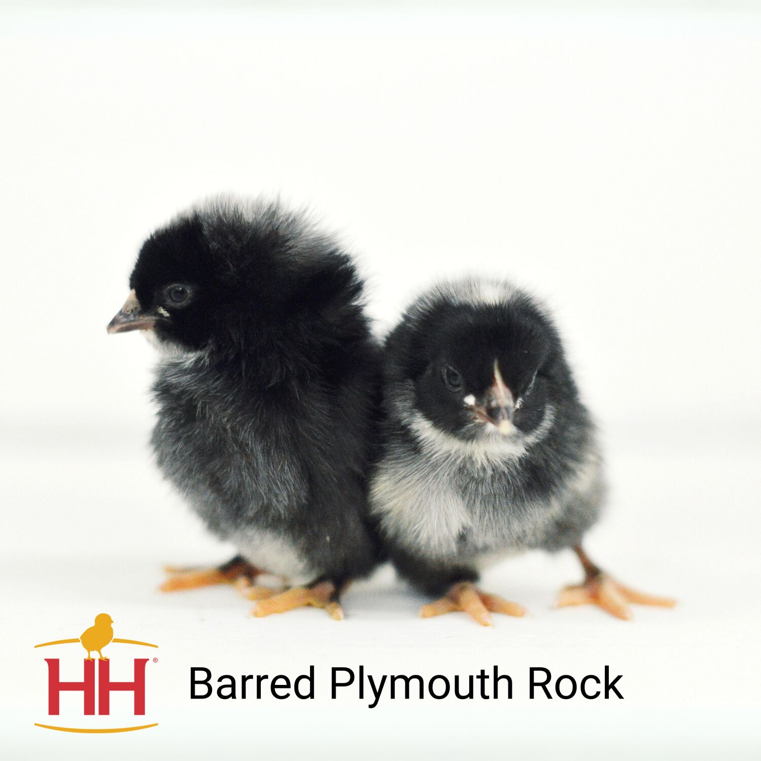 Barred Plymouth Rock Live Chicks