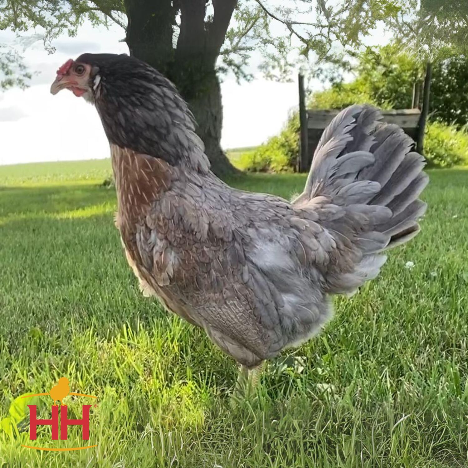 Prairie Bluebell Egger Live Chicks