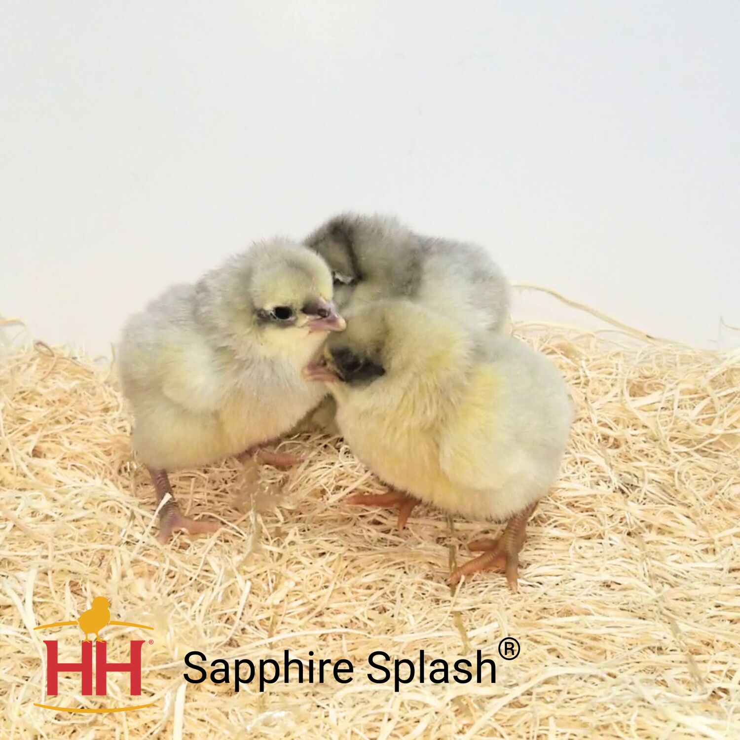 Sapphire Splash Live Chicks