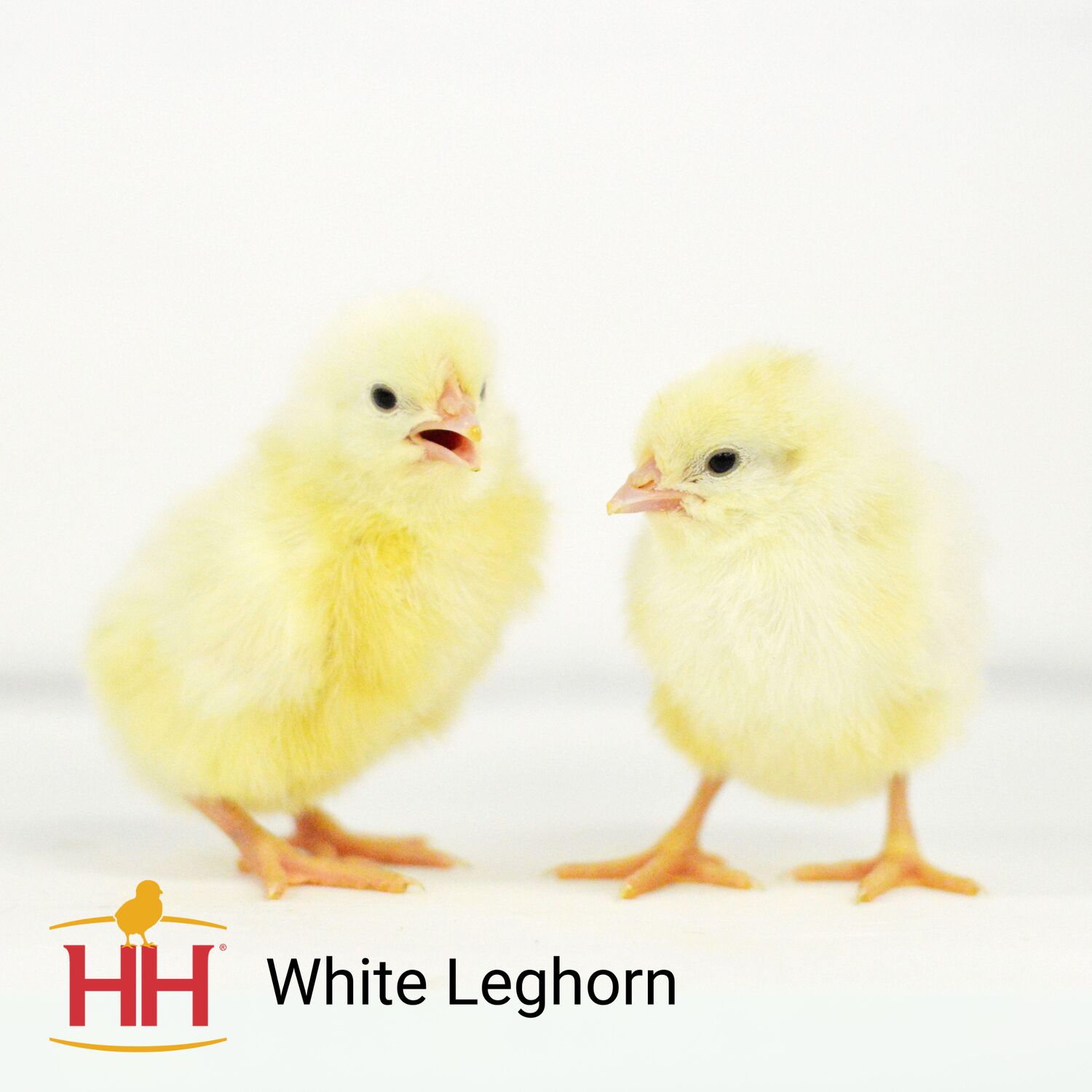 White Leghorn Chicks
