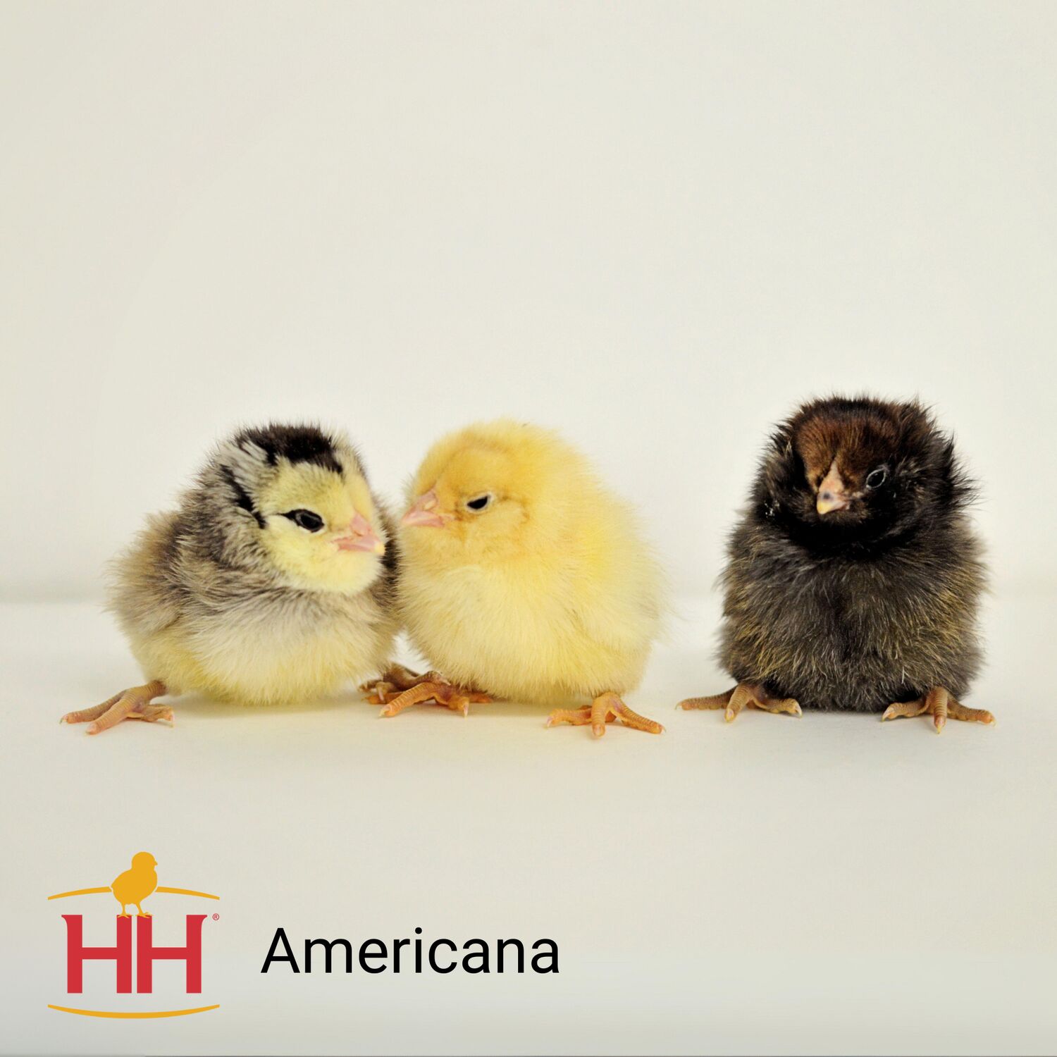 Americana Live Chicks