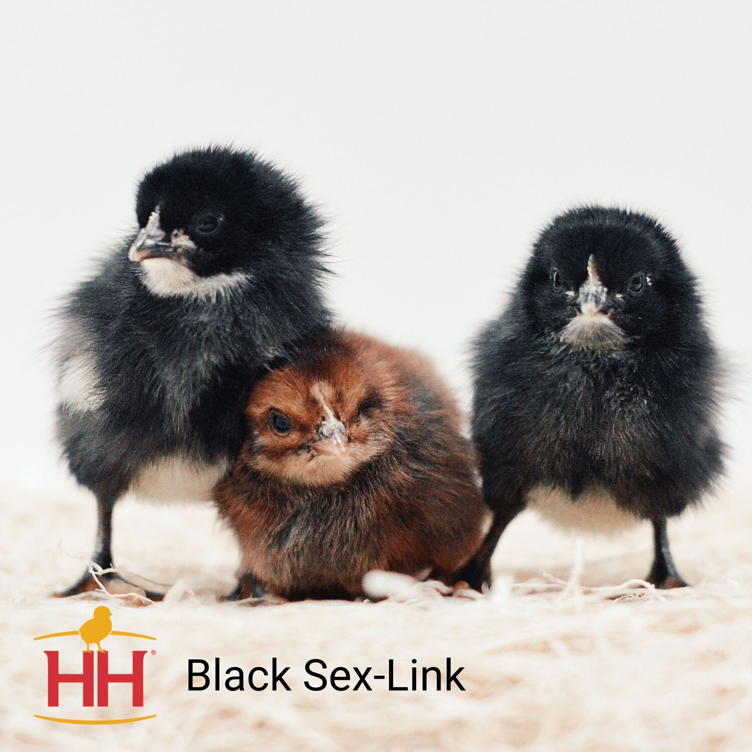 Black Sex-Link Live Chicks