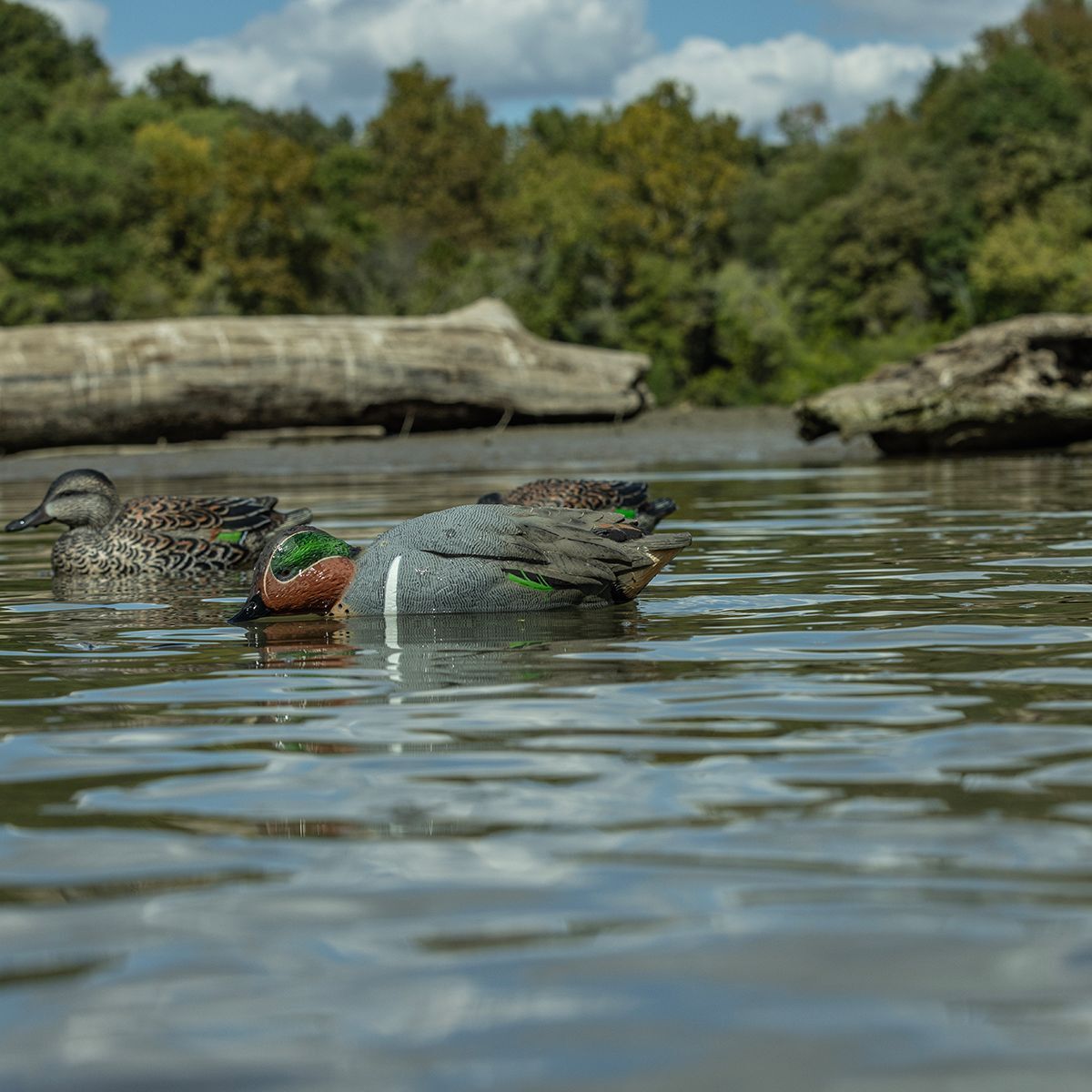 Avian-X Topflight Green-Winged Teal Decoys, 6-Pk