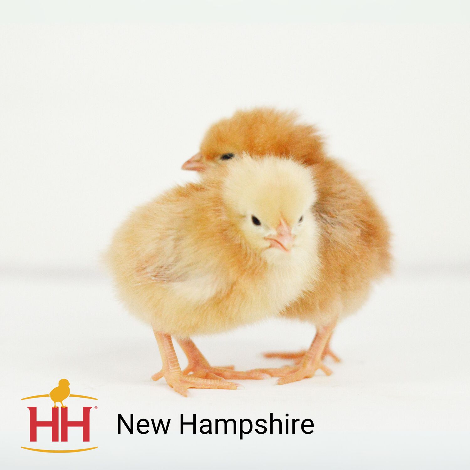 New Hampshire Live Chicks