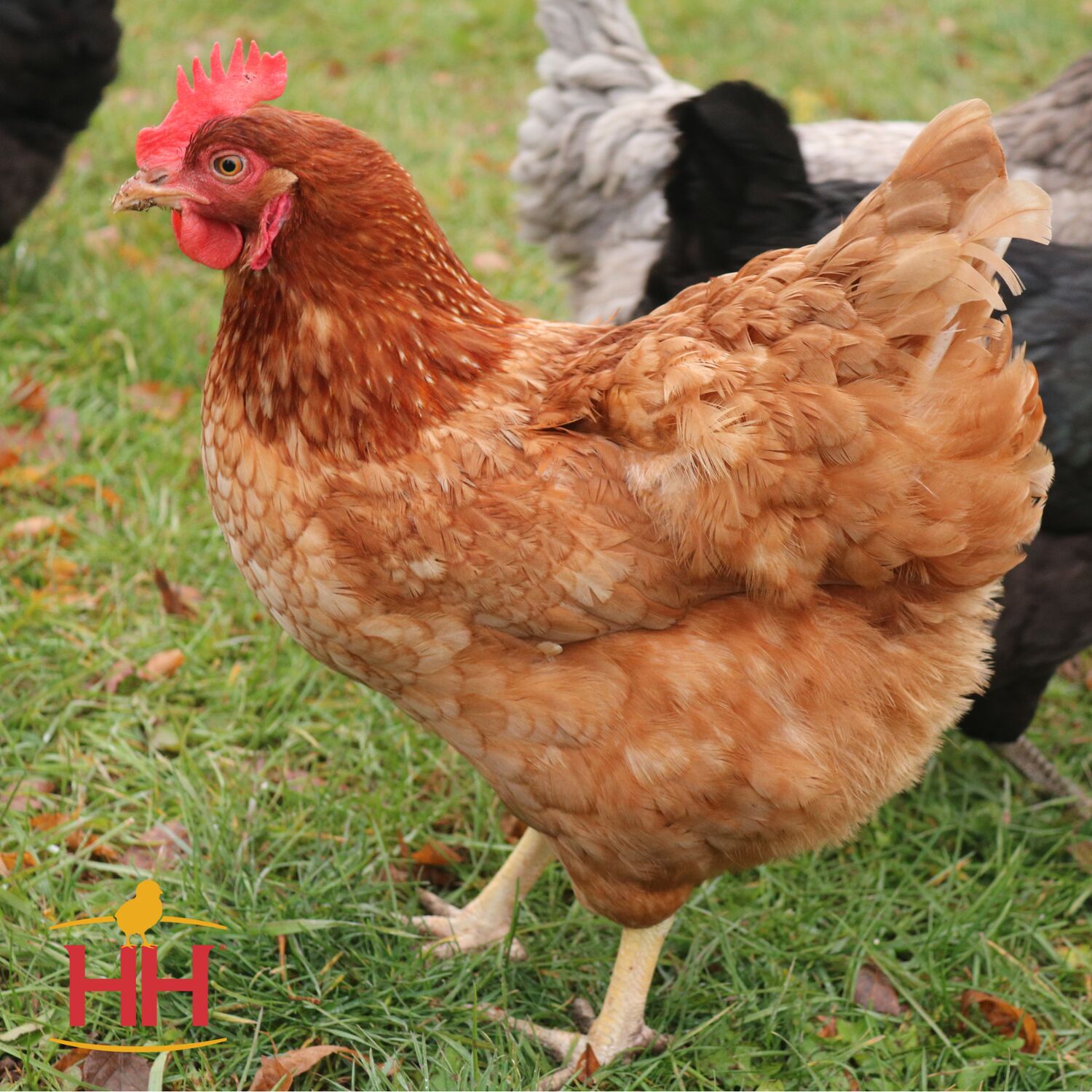 Cinnamon Queen Live Chicks