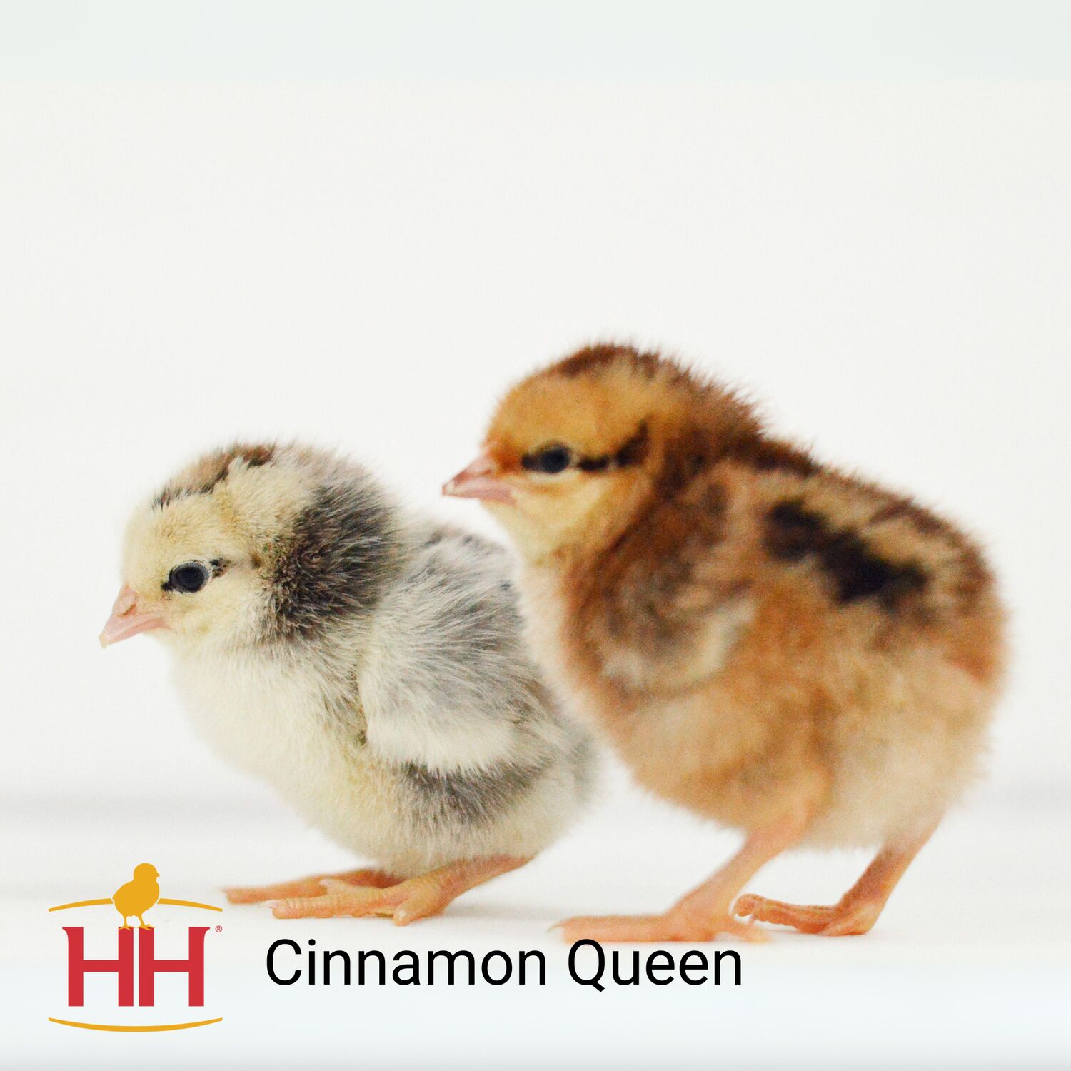 Cinnamon Queen Live Chicks