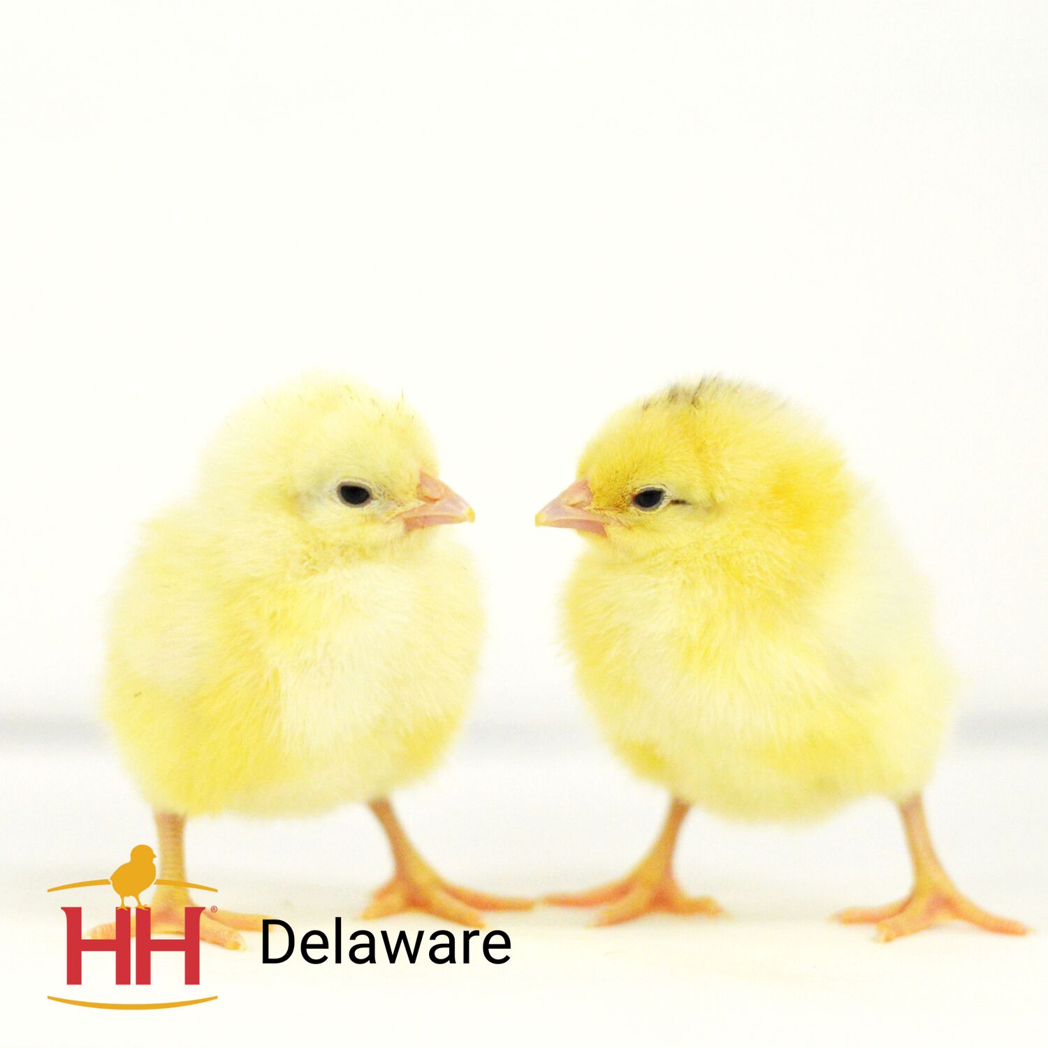 Delaware Live Chicks