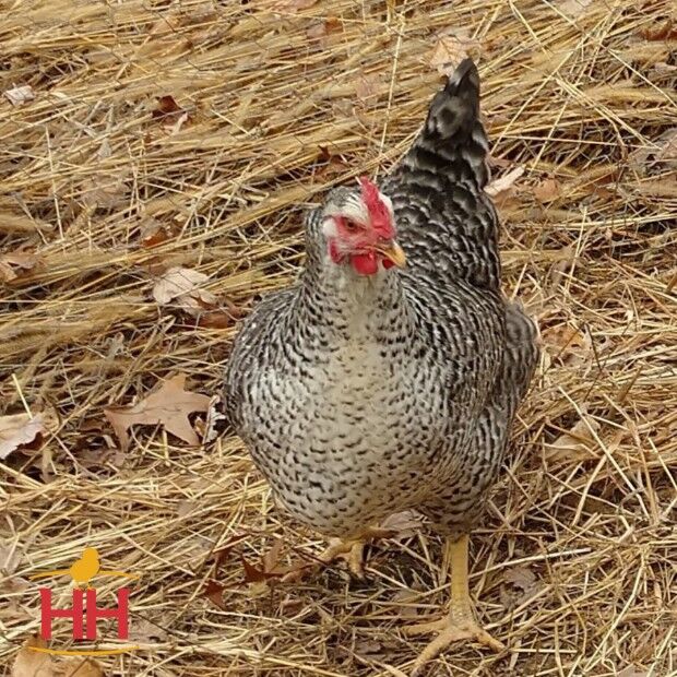 Rustic Rock Live Chicks