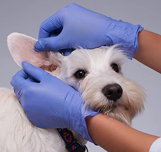 Powder Free Exam Gloves, Small, 100-Pk