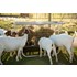5-Ft Sheep & Goat Bunk & Hay Rack