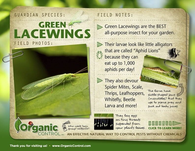 Live Ladybug Lacewing Combo Pack