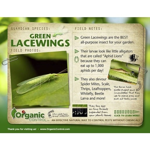 Live Ladybug Lacewing Combo Pack