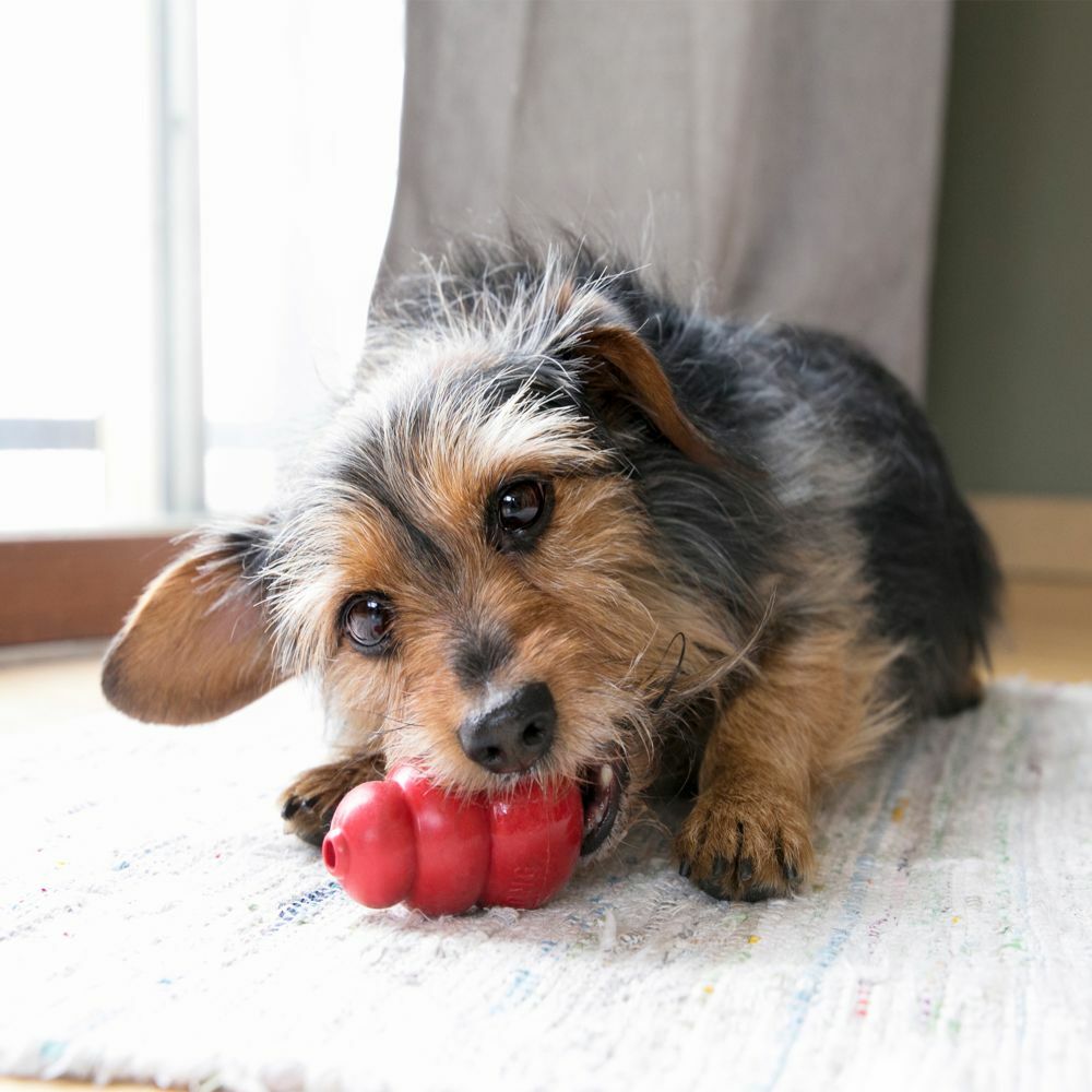 Small KONG® Classic Red Dog Toy
