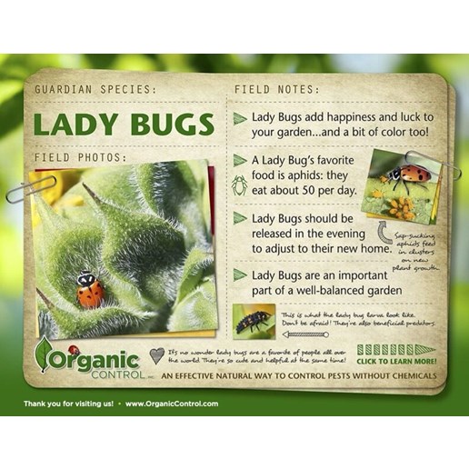Live Adult Ladybugs, 500-Ct