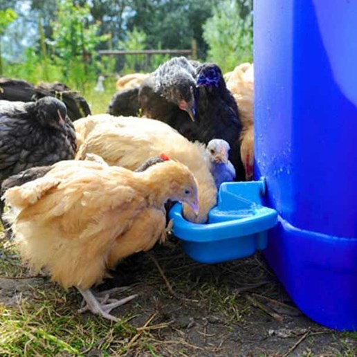 MaxiCup Semi-Automatic Poultry Drinker Cup