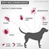 Flea & Tick Prevention for Large Dogs, 4-Pk