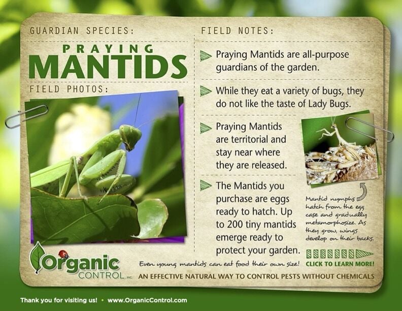 Praying Mantids Egg Case