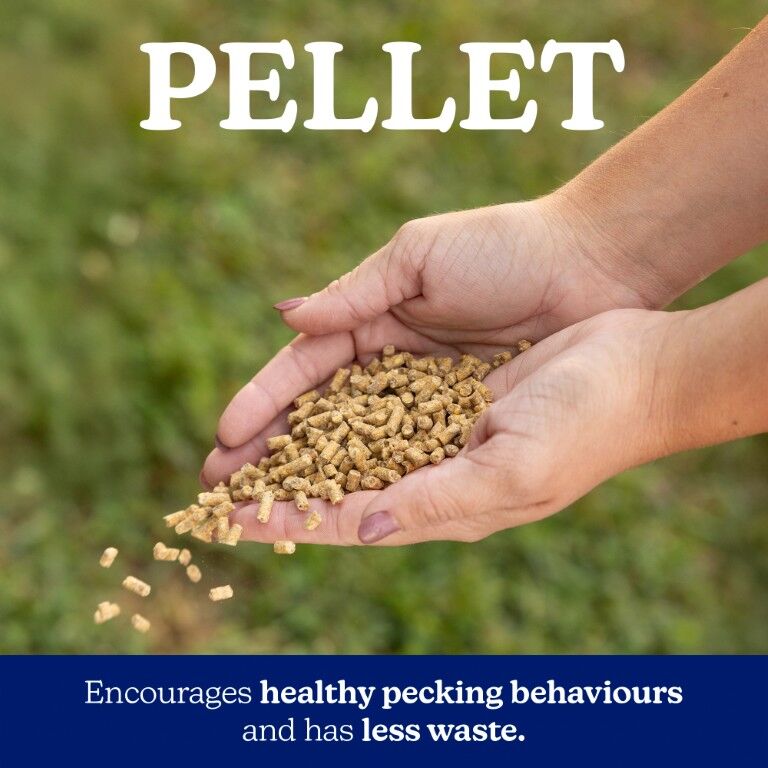 Nutrena NatureWise Free-Range Egg Producer 21% Protein Pellet, 50-Lb