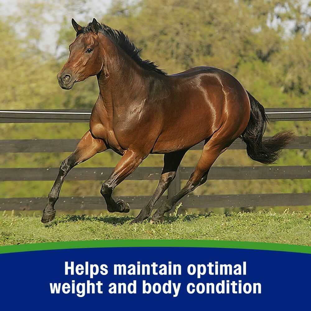 Farnam Weight Builder Equine Supplement, 7.5-Lb