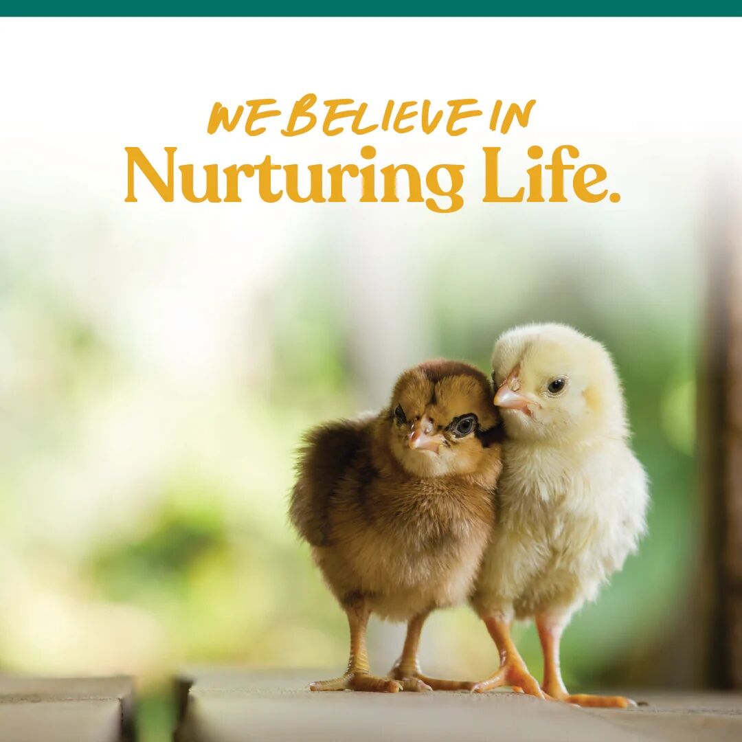 Manna Pro Chick Grit With Probiotics, 5-Lb