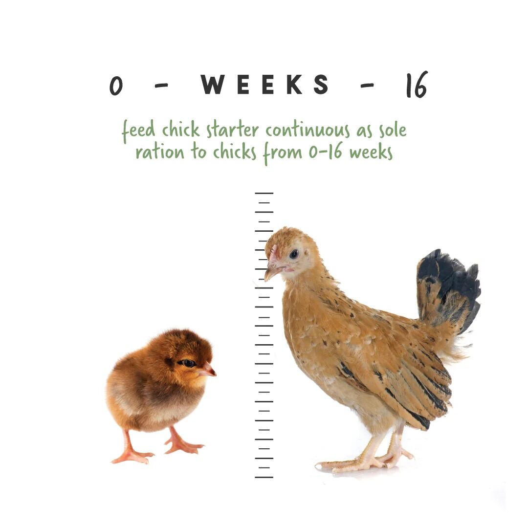 Manna Pro Medicated Chick Starter Crumbles, 5-Lb