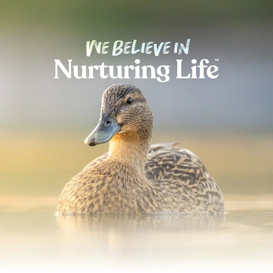 Manna Pro Duck & Goose Layer Pellets, 8-Lb