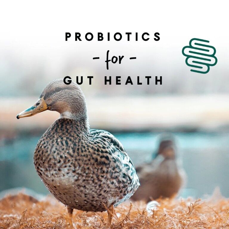 Manna Pro Duck & Goose Layer Pellets, 25-Lb