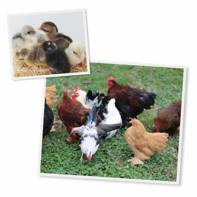 Assorted Bantam Chicks